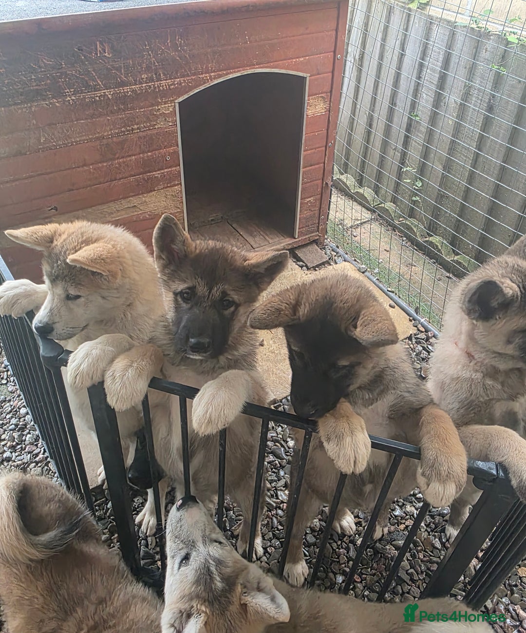 Mixed Breed dogs for sale: Beautiful Malamute x akita puppies  - Image 6