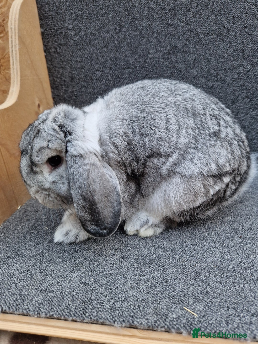 Mixed Breed rabbits for sale: Sweet Little Chin Lop Buck - Image 5