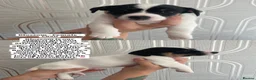 Jack Russell dogs for sale: 🐾Jack Russell Puppies🐾 - Advert 5