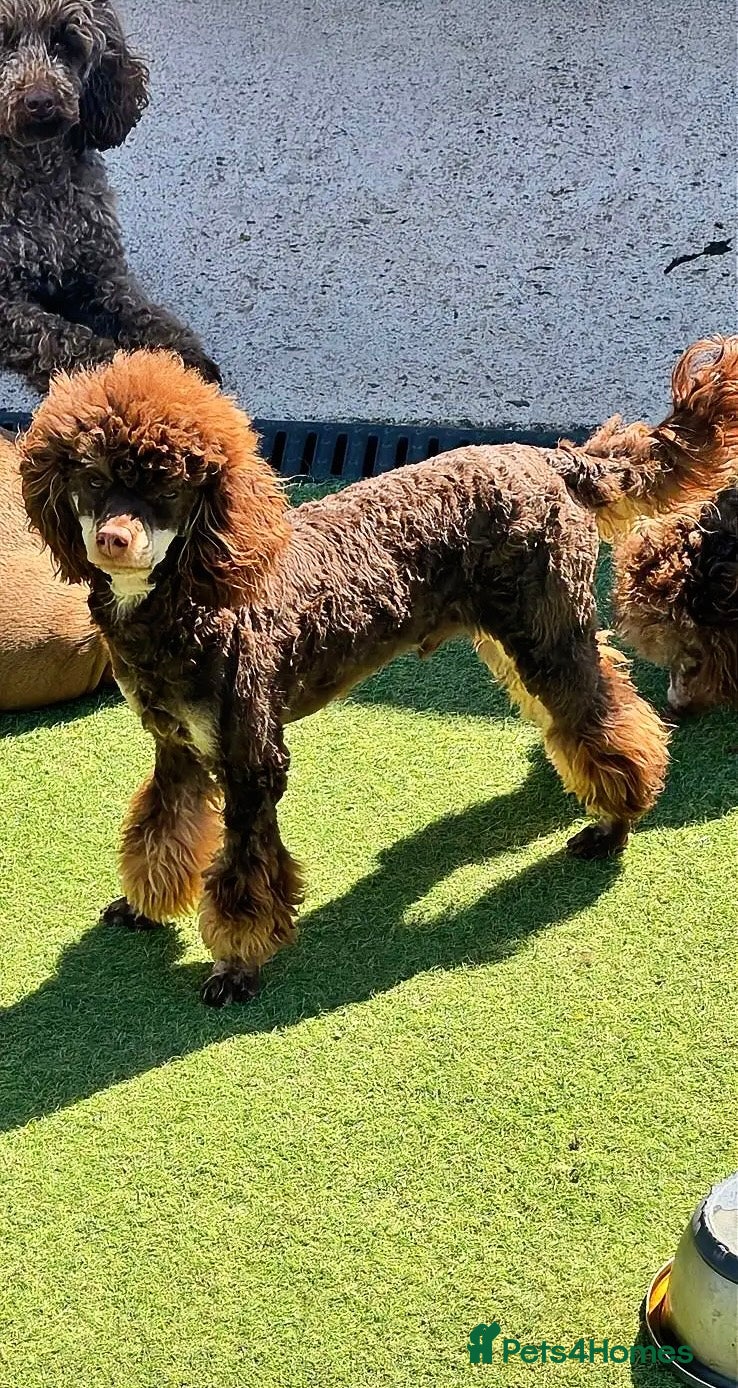 Toy Poodle dogs Chocolate Phantom KC Toy Poodle STUD - Advert 2