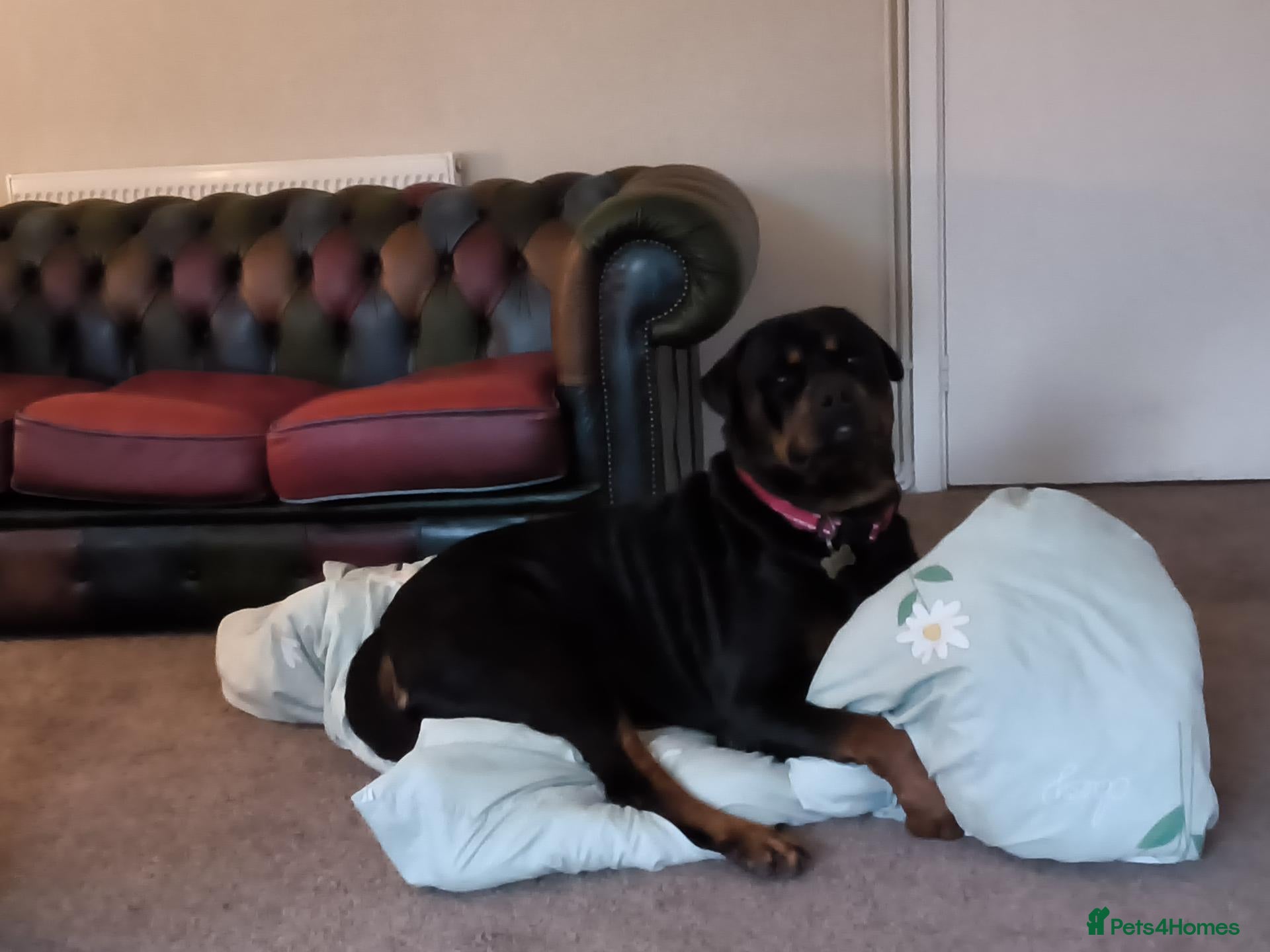 Rottweiler dogs 3 year old entire Rottweiler  boy - Advert 18
