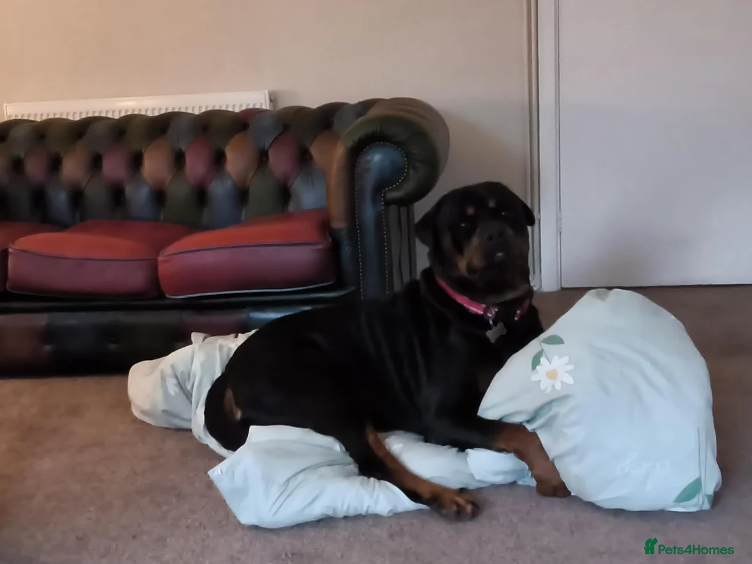 Rottweiler dogs for sale: 3 year old entire Rottweiler  boy in Seaford - Advert 1