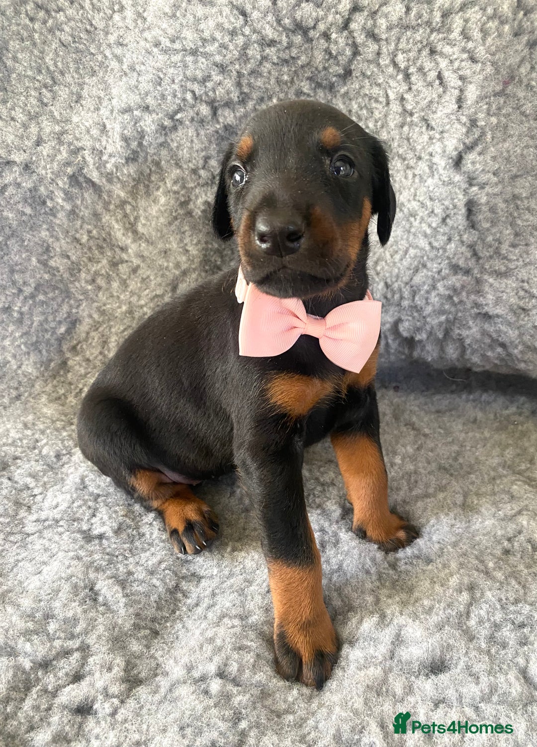 Dobermann dogs for sale: KC REG HEALTH TESTED EUROPEAN DOBERMAN : REDUCED! - Advert 5