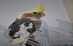 Cockatiels birds for sale: Cockatiel. - Image 1