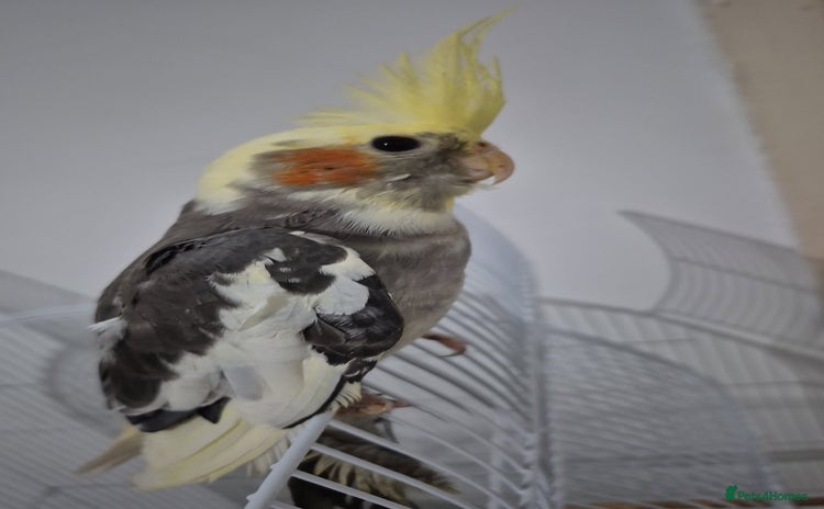 Cockatiels birds - Advert 3