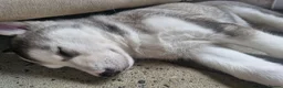 Siberian Husky dogs for sale: 3 beautiful husky puppies  in Blackburn - Advert 11