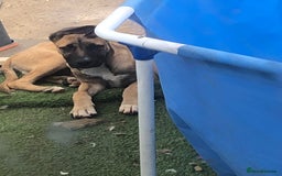 Mixed Breed dogs for sale: Belgian malinois cross staffy pups in Doncaster - Image 21