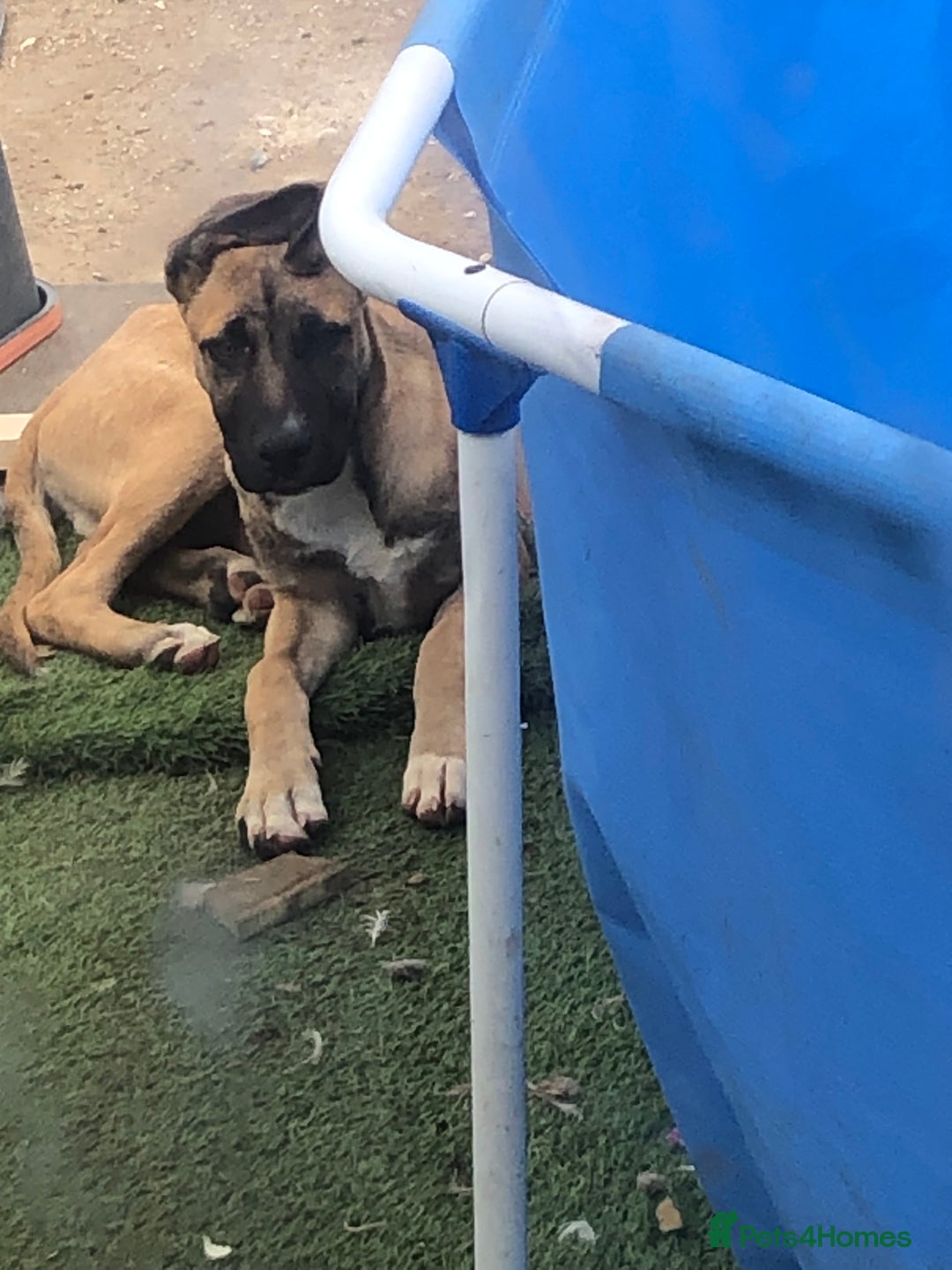 Mixed Breed dogs for sale: Belgian malinois cross staffy pups in Doncaster - Image 21
