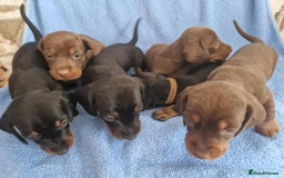 Dachshund dogs for sale: dachshund puppies  - Image 2