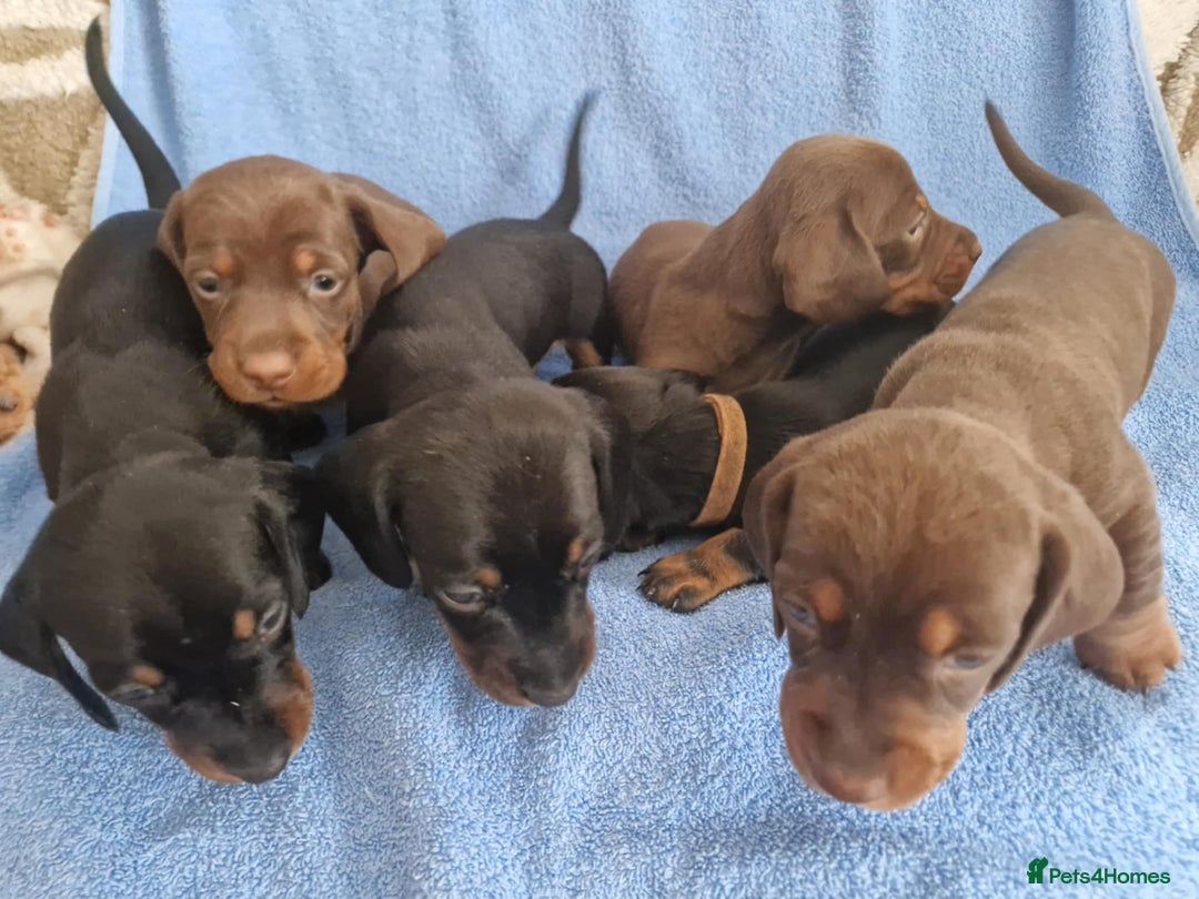Dachshund dogs for sale: dachshund puppies  - Image 2
