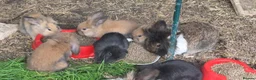 Mini Lop rabbits for sale: Mini lop one girl and one boy - Advert 9