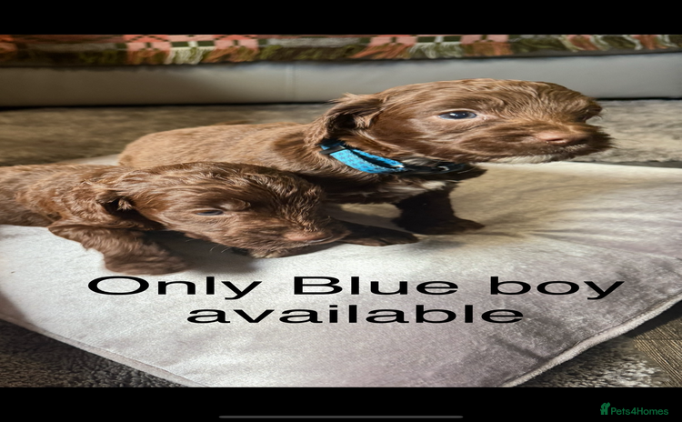 Cockapoo dogs - Advert 4