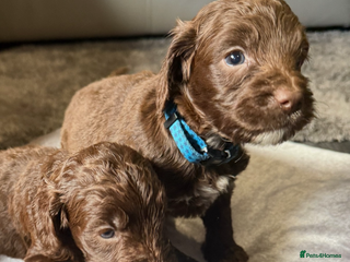 Cockapoo dogs F1 Cockapoo ( health tested parents) - Advert 2