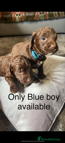 Cockapoo dogs - Advert 4