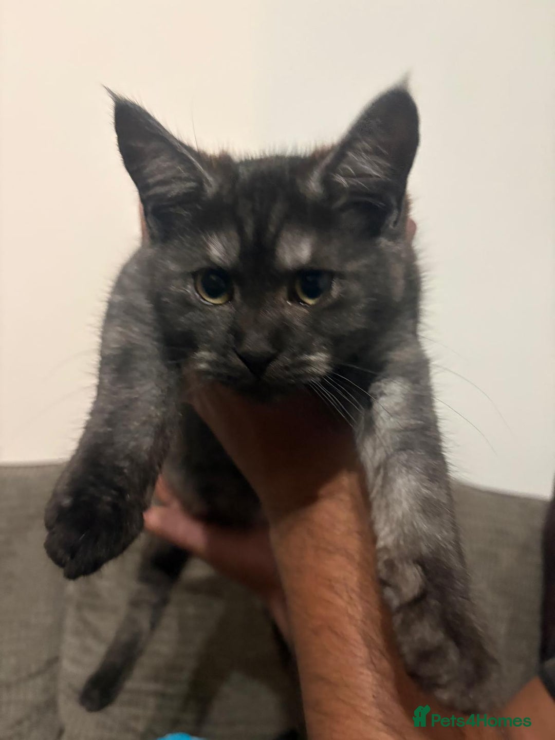 Maine Coon cats for sale: 🖤 Gorgeous 3-Month-Old Maine Coon Girl 🖤 - Advert 10