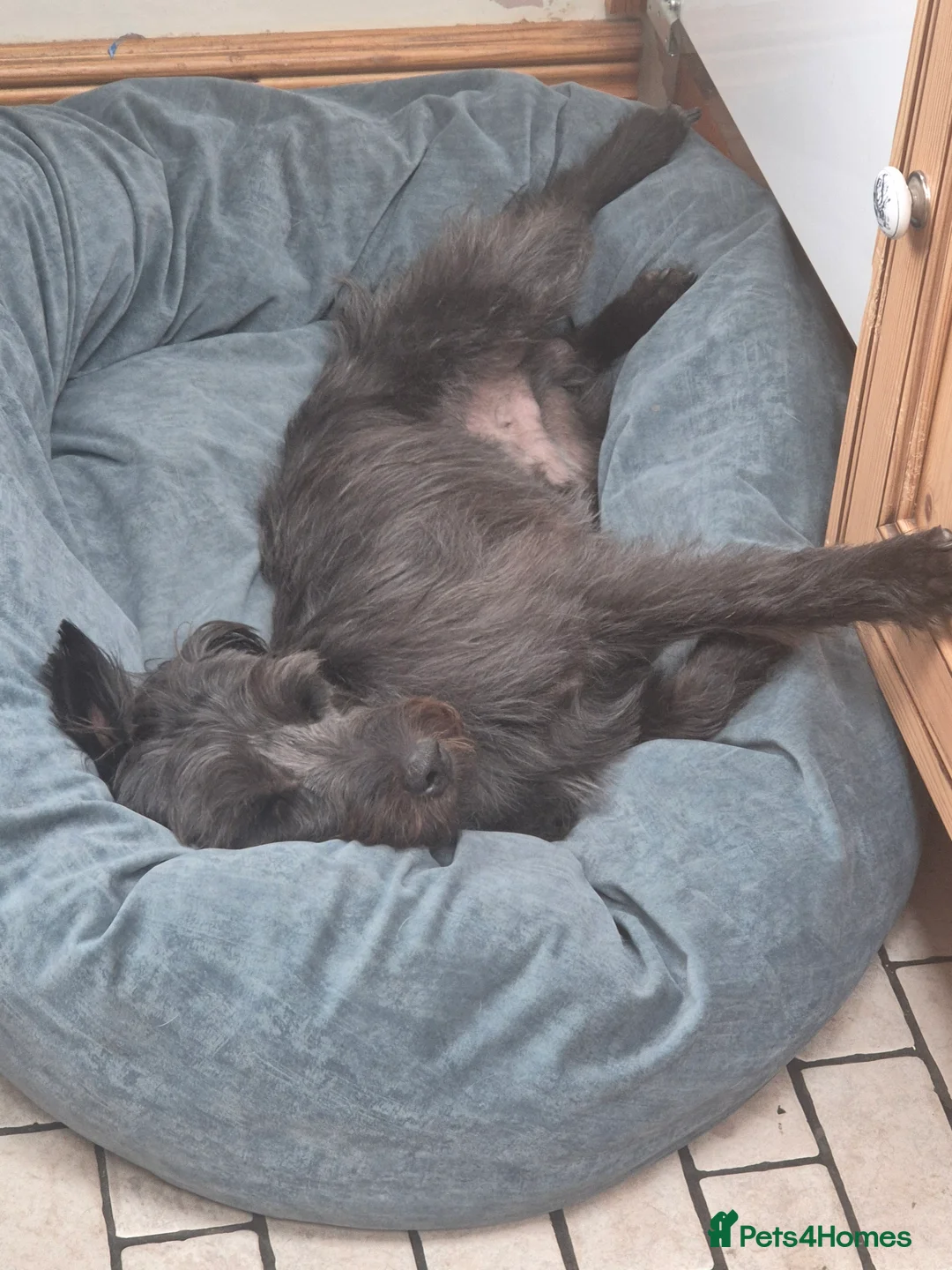 Patterdale Terrier dogs for stud: Patterdale/ Black Fell Terrier for Stud  - Advert 7