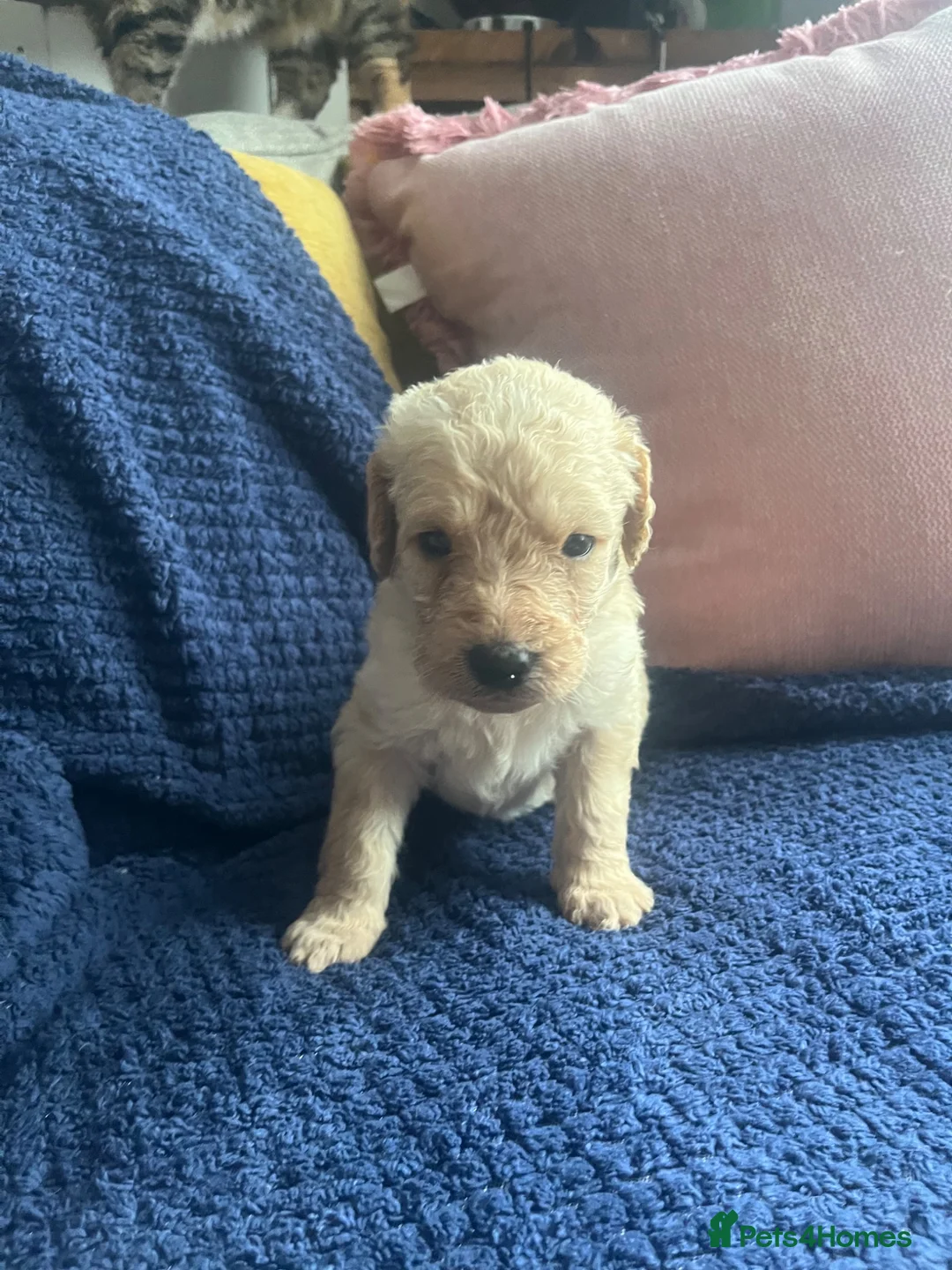 Labradoodle dogs for sale: 🐾 Beautiful Labradoodle Puppies 🐾 in Chelmsford - Advert 5