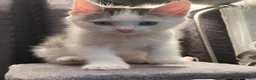 Mixed Breed cats for sale: 3 Kittens Looking For A Loving Home - Advert 5