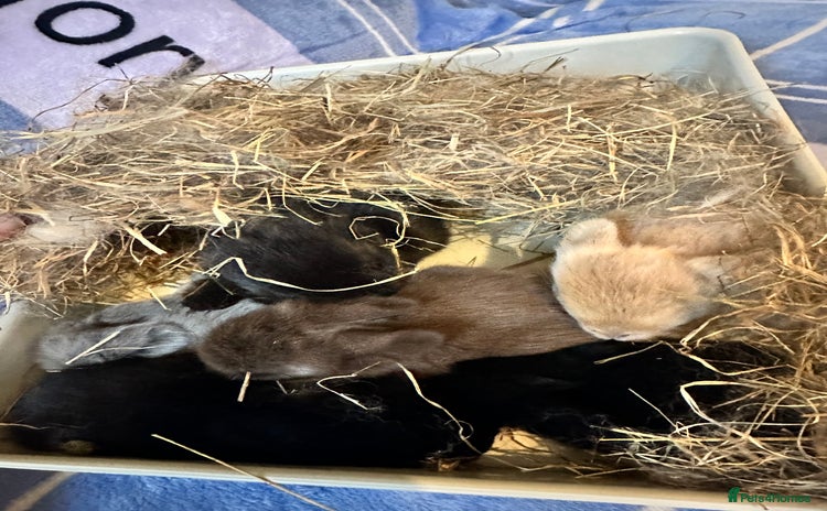 Mini Lion Lop rabbits - Advert 1