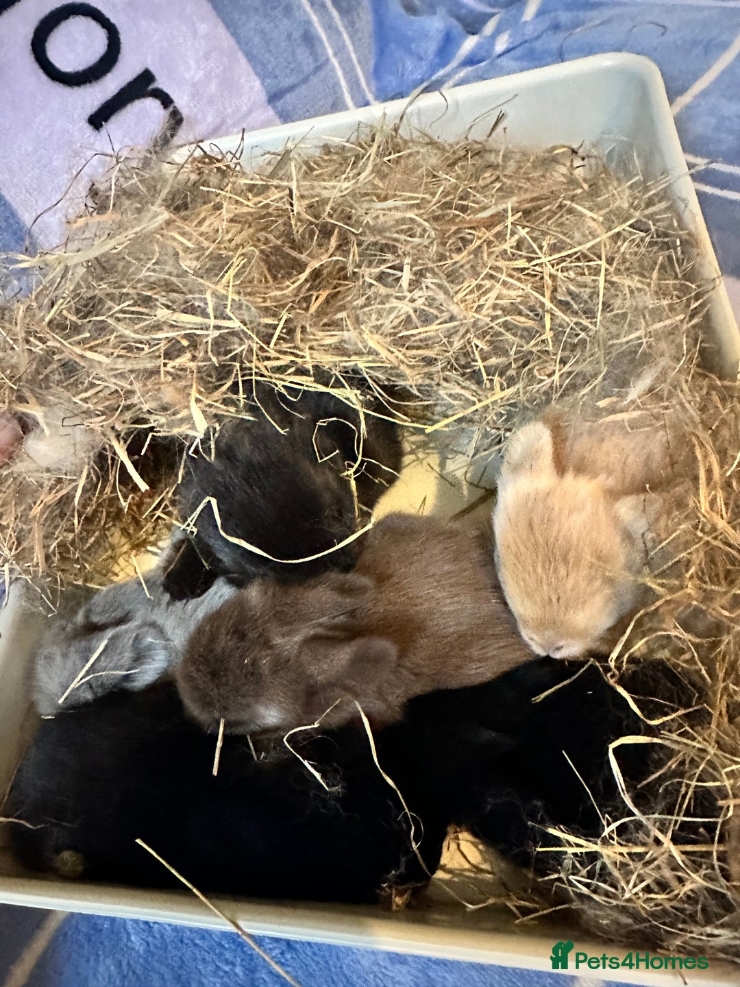 Mini Lion Lop rabbits for sale: Gorgeous lion lop babies  - Image 1