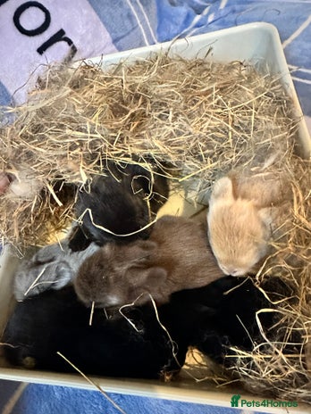 Mini Lion Lop rabbits - Advert 3