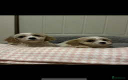 Cavachon dogs for sale: Cavachon Puppies  - Advert 8