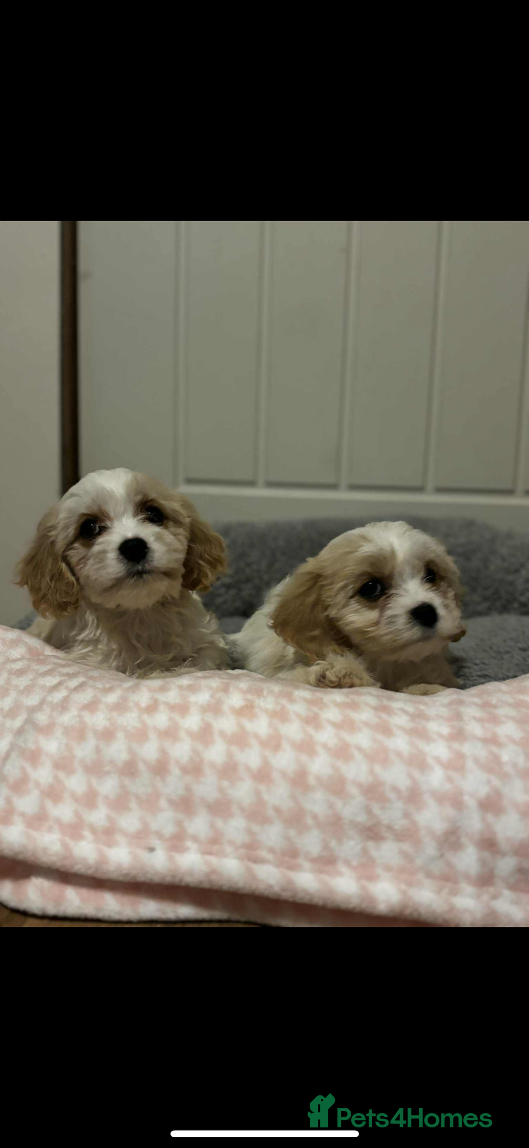 Cavachon dogs for sale: Cavachon Puppies  - Advert 8