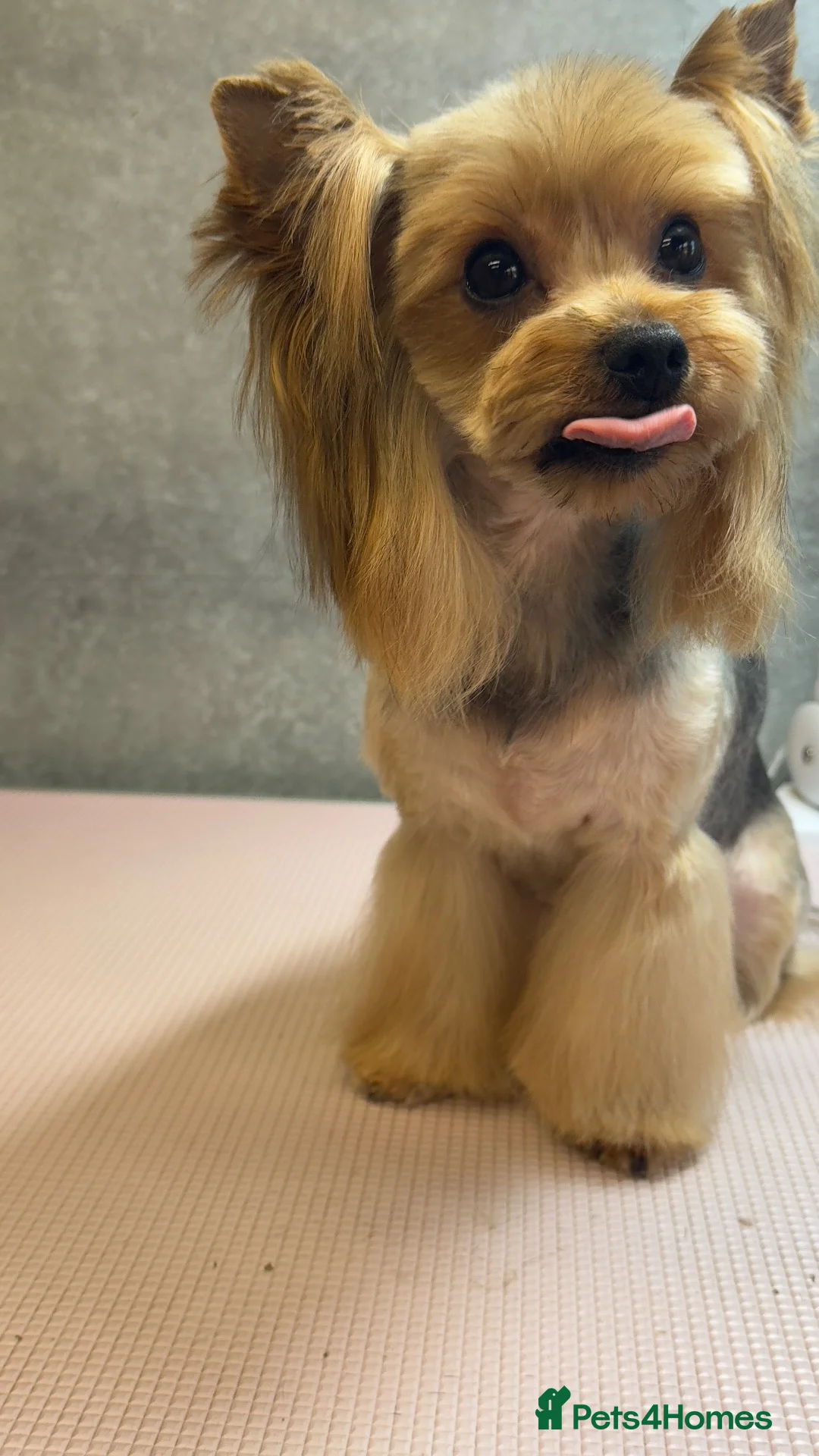 Morkie dogs for sale: Yorky x Maltize - Advert 22