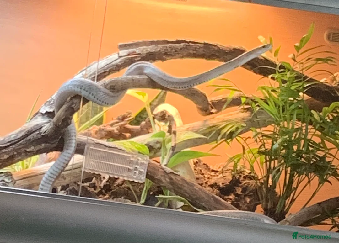 Corn Snake reptiles for sale: Corn snake  in High Wycombe - Advert 2