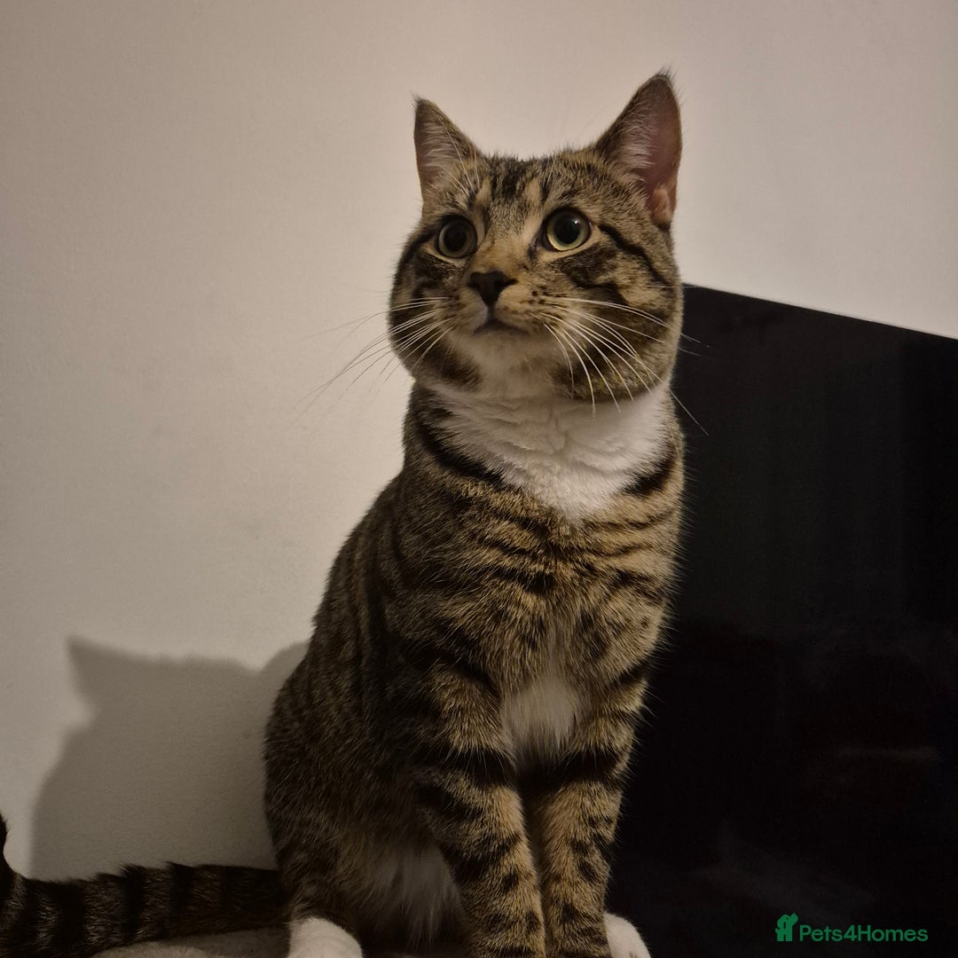 Domestic Shorthair cats for sale: Beautiful Boy needs loving home - Advert 5