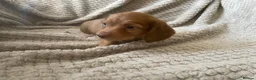 Miniature Dachshund dogs for sale: Qualiyy Miniature Long Haired Dachshunds in Bridgend - Advert 8
