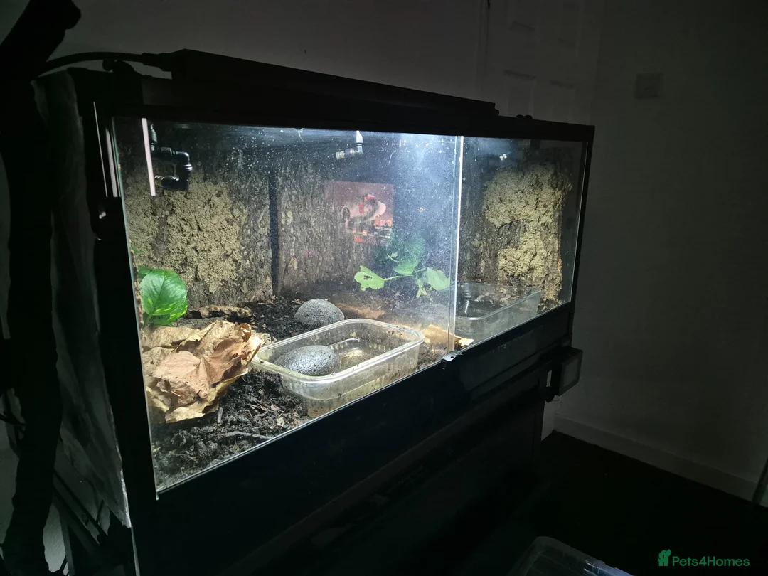 Frog reptiles for sale: 2 African Bullfrogs + 3ft Glass Vivarium + Thermo - Advert 2