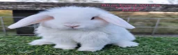Mini Lop rabbits for sale: Various Mini Lop Babies  - Advert 7