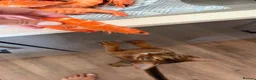 Abyssinian cats for sale: Pure Abyssinian available  - Advert 4