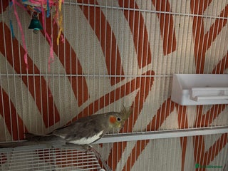 Cockatiels birds Cockatiel - Advert 13