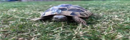 Hermann Tortoise reptiles for sale: Various Ages of Hermann Tortoises in Bridgwater - Advert 7
