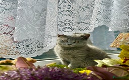 British Shorthair cats for sale: Only 1 kitten left British short hair in Hull - Image 2