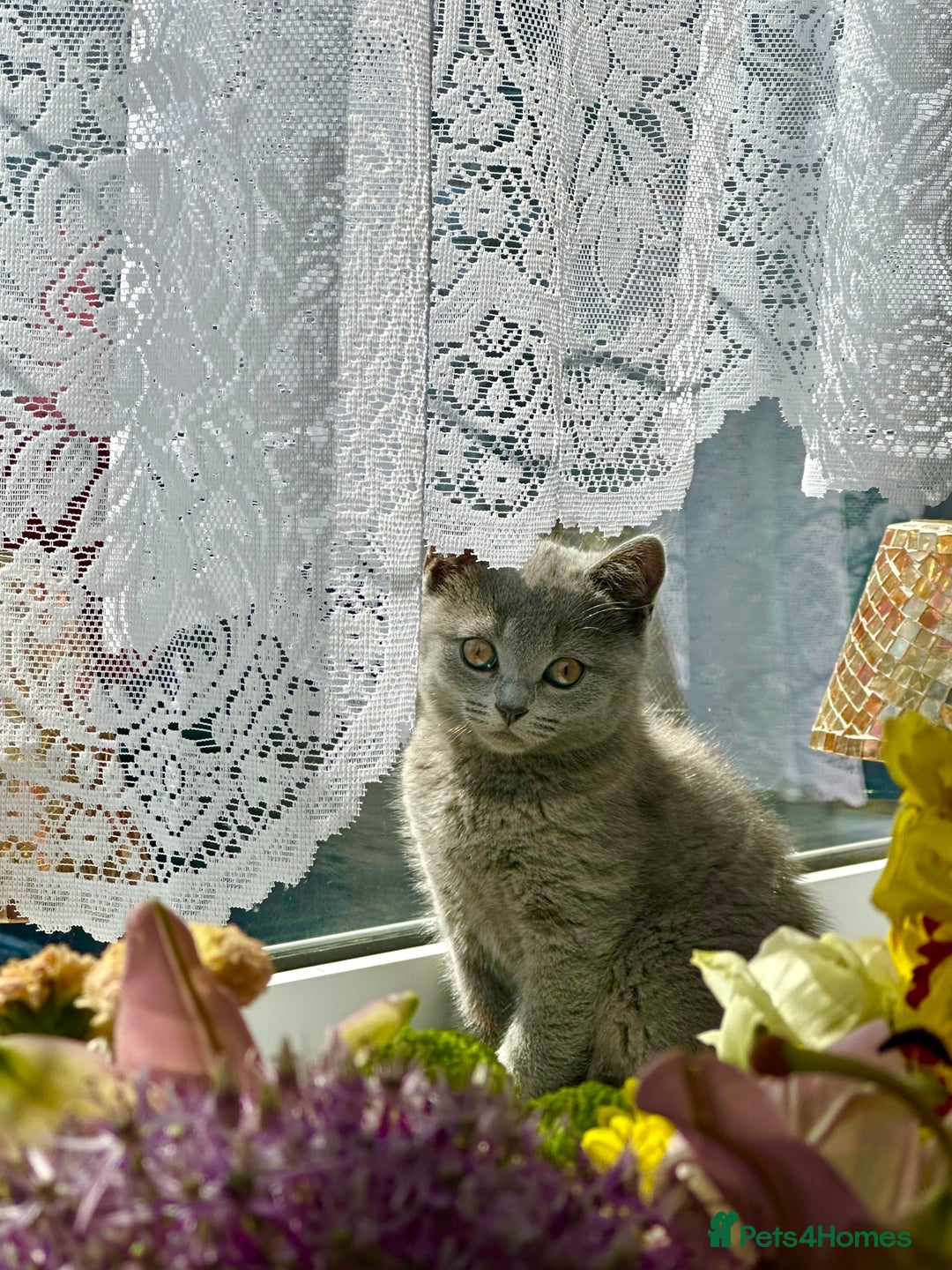British Shorthair cats for sale: Only 1 kitten left British short hair in Hull - Image 2