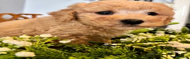 Green collar boy 