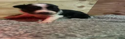 Border Collie dogs for sale: Beautiful border collie puppies - Advert 20