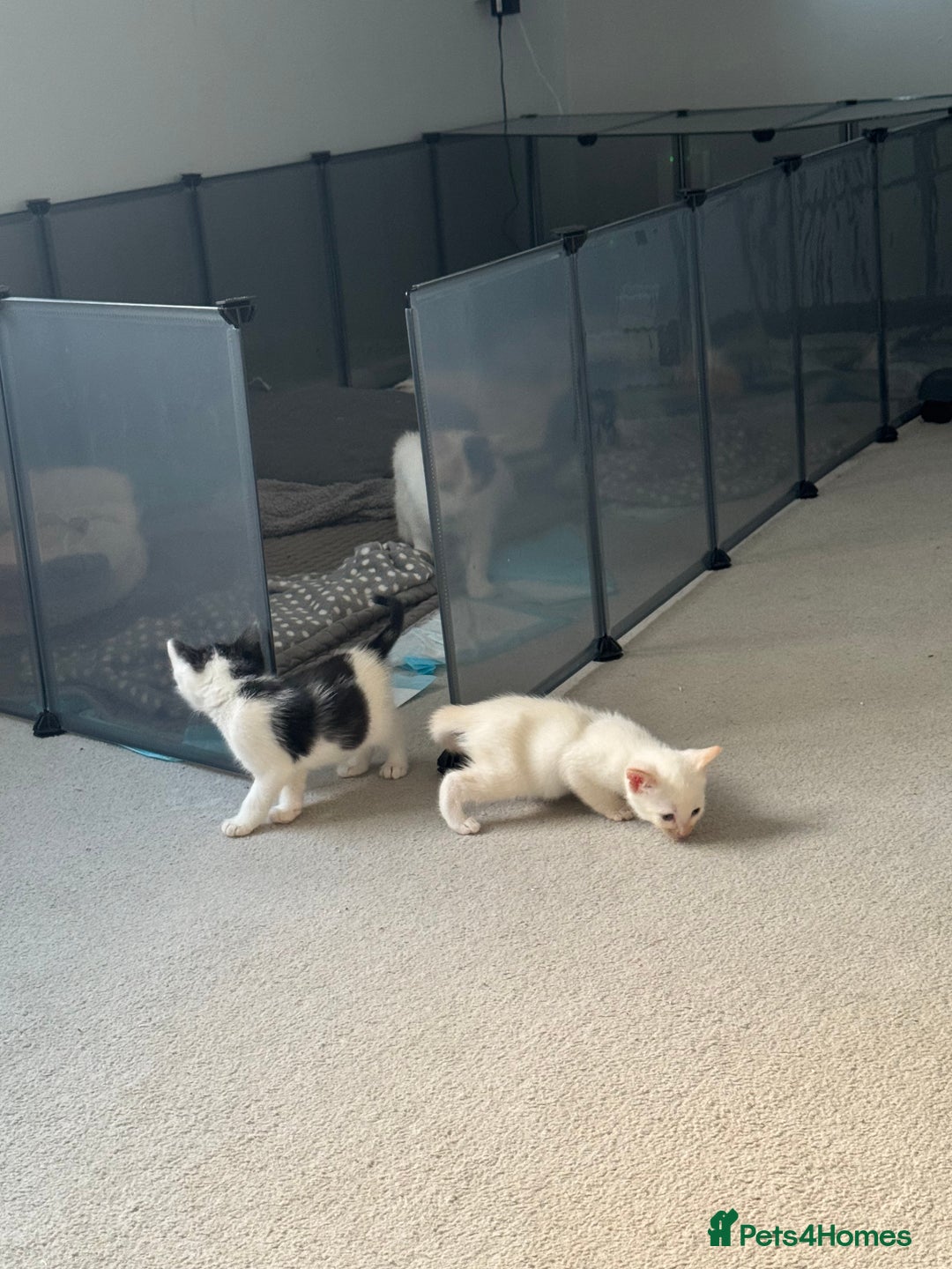 Mixed Breed cats for sale: Mixed kittens for sale - Image 13