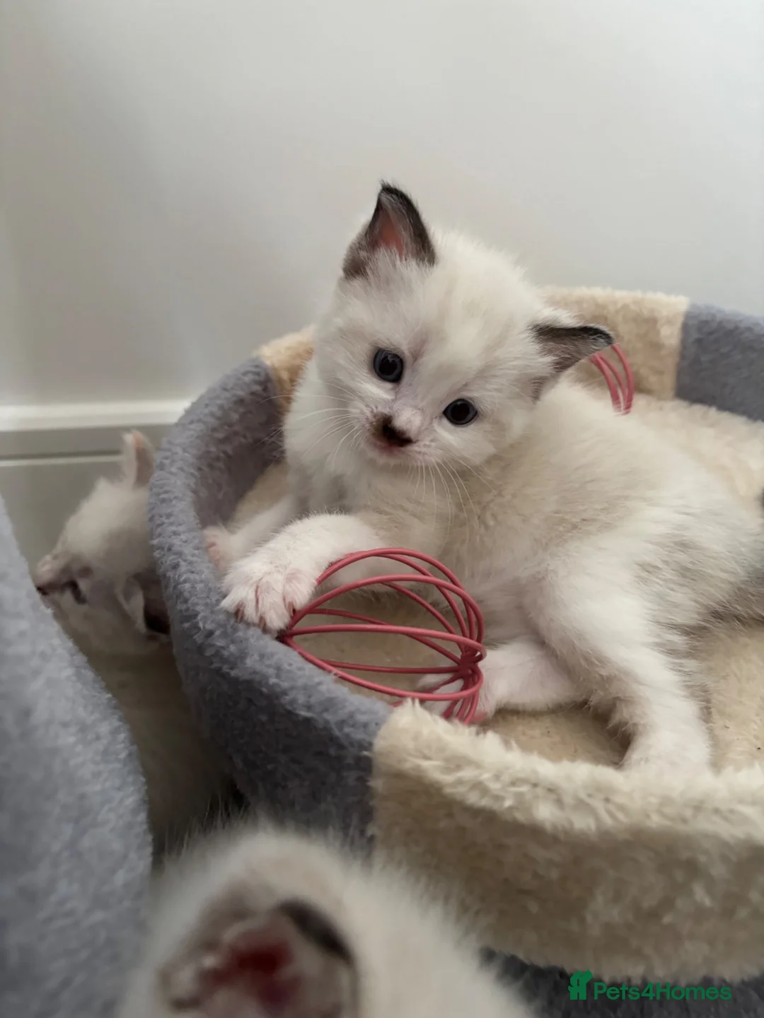 Ragdoll cats for sale: Rag doll kittens  - Advert 2