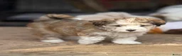 Havanese dogs for sale: Pure KC Havanese from 5 star licensed breeder  - Advert 1