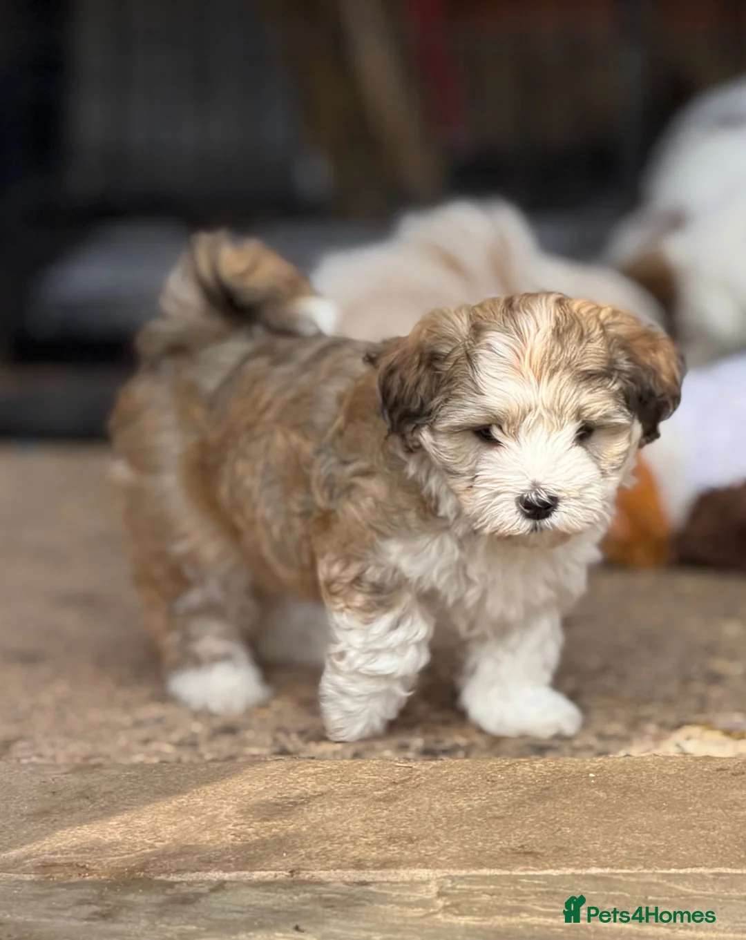 Havanese dogs for sale: Pure KC Havanese from 5 star licensed breeder  - Advert 1