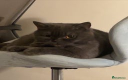 British Shorthair cats for sale: Pure british  shorthair  kittens  - Image 30