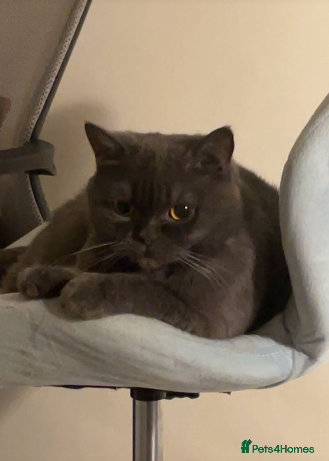 British Shorthair cats for sale: Pure british  shorthair  kittens  - Image 30