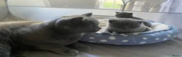 British Shorthair cats for sale: Beautiful British Shorthair Kittens  - Advert 19