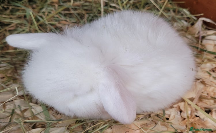 Mini Lop rabbits - Advert 2