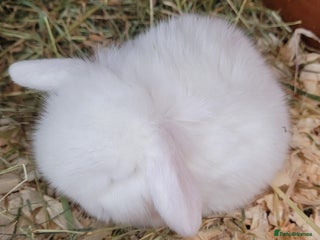 Mini Lop rabbits - Advert 6