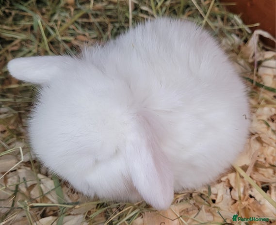 Mini Lop rabbits - Advert 2